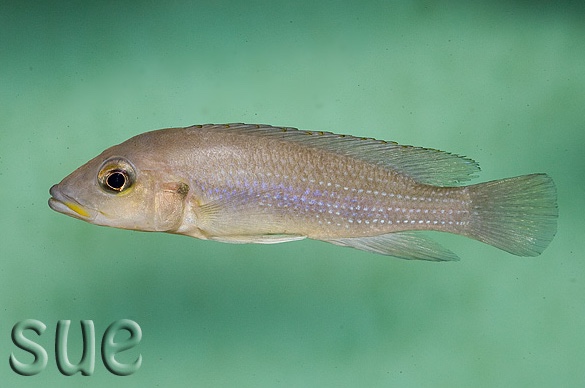Neolamprologus tetracanthus